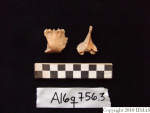 L_V20d5045 A16q756.3 R827 lR ta human bone in q-lot.JPG L_V20d5045 A16q756.3 R827 lR ta human bone in q-lot